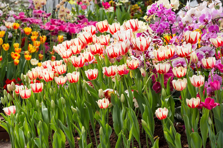 Tulip blooming in the parkの写真素材