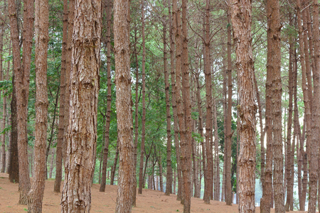 Pine trees in a forestの写真素材