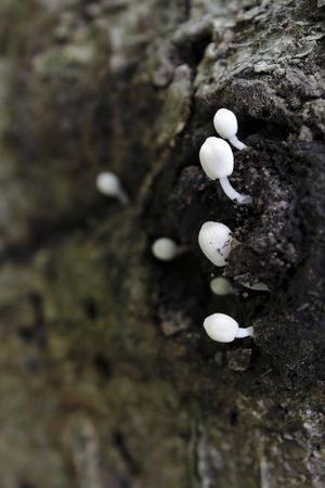 Mushroom on the side of a fallen treeの写真素材