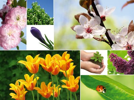Composition of different spring photographs. It is possible to use the background.の写真素材
