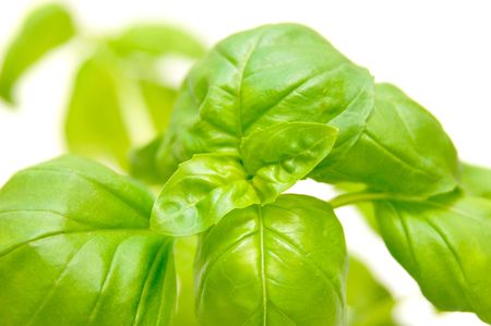 Fresh basil on white background.の写真素材