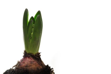 Hyacinth isolated on white - seasonal flowerの写真素材