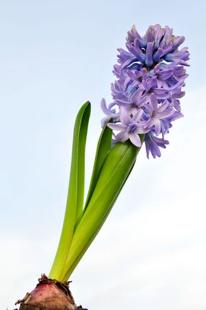 Hyacinth relating to the sky.