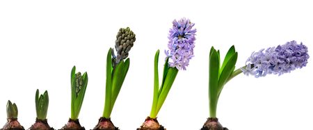 Composition of Hyacinth on white background. Stages of growth. の写真素材