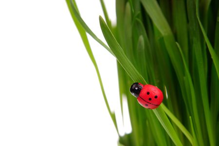 Ladybird on blades of grass isolated on the white background.の写真素材