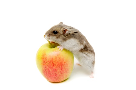 Hamster eating apple on the white background.の写真素材