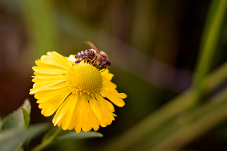 A bee on a flower.の写真素材