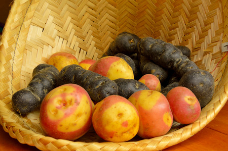 Old varieties of potatoesの写真素材