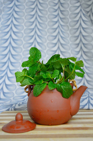 Fresh mint tea for twoの写真素材