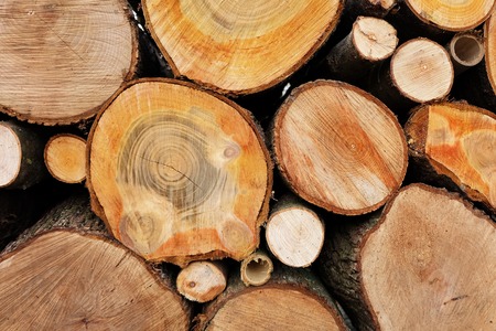 Logs of wood, cross cut of different kinds of trees.の写真素材
