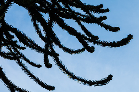 Tentacle-like branches of the Monkey tail tree