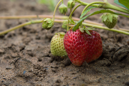 Strawberries on a plantの写真素材