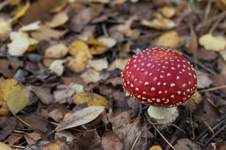 Amanita muscaria, fly agaric or fly amanita