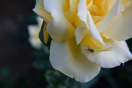 spider insect rose yellow nature spring macroの写真素材