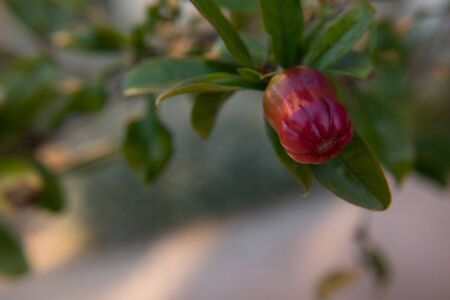 fruit pomegranate green spring macro tree natureの写真素材