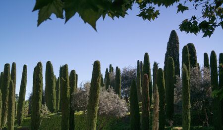 trees park landscape blue sky