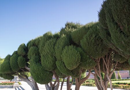 trees park landscape blue sky