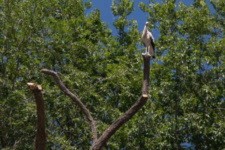 stork forest trees