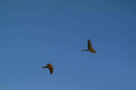 parrots in the sky