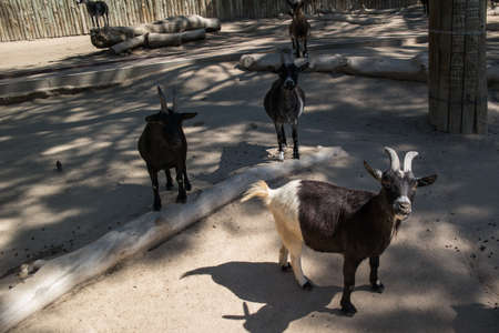 a herd of goatsの写真素材