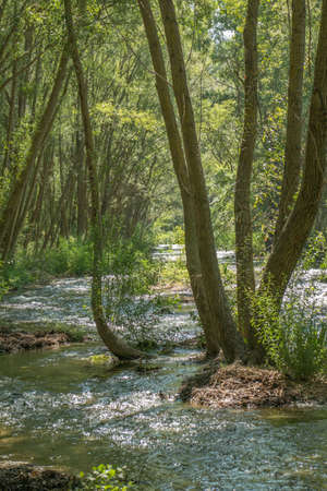 landscape river forest trees green summer