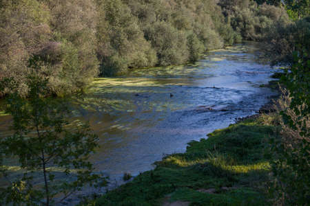 landscape river forest grass summer nature