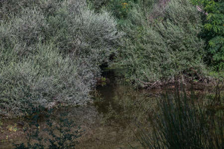 landscape trees leaves river summer nature