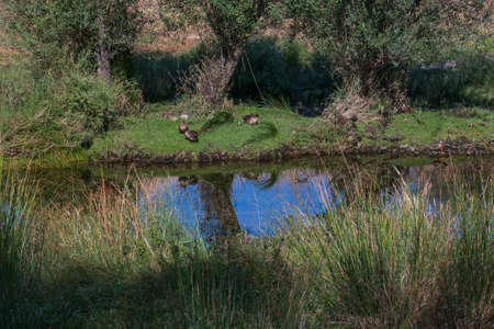 landscape river trees grass summer nature