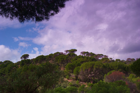 Landscape of the island of Mallorca, Balearic Islands, Spainの写真素材