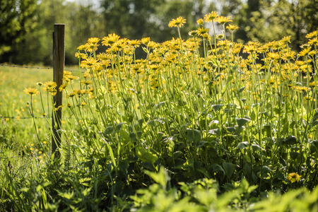 Meadow at the village in sunny day with a wooden picket fences and yellow flowers with a green grass and a forest in backgroundの写真素材