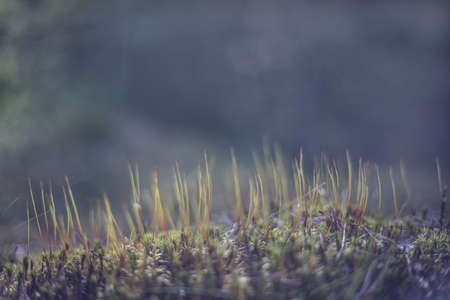 Picture with a nature forest undergrowth in blue tone and with lightの写真素材