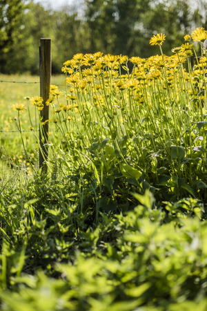 Meadow at the village in sunny day with a wooden picket fences and yellow flowers with a green grass and a forest in backgroundの写真素材