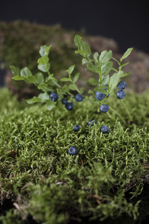 Blueberries on bushes of berries surrounded by green mossの写真素材
