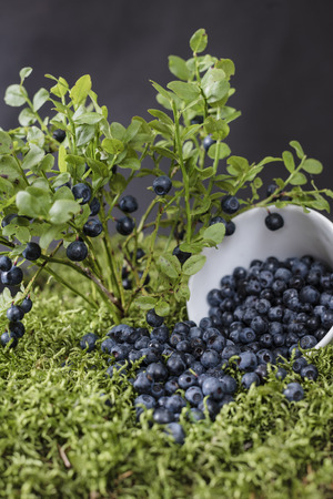 Blueberries scattered on the green moss, surrounded by berry bushesの写真素材