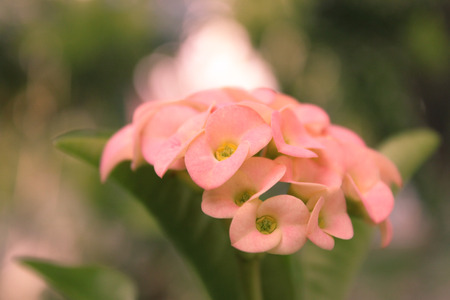 Sweet mild flowerの写真素材