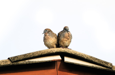 A Couple of doveの写真素材