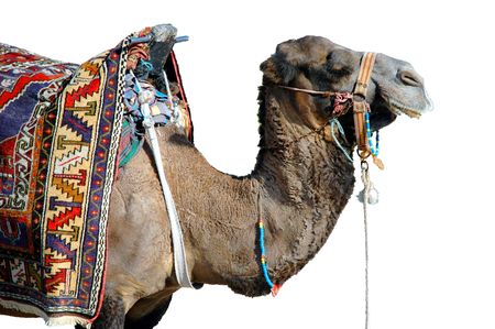 Isolated camel with colorful saddle-clothの写真素材