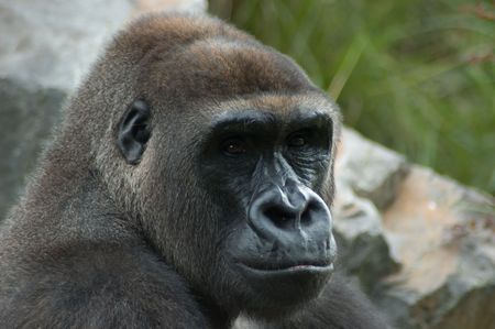 Gorilla portrait