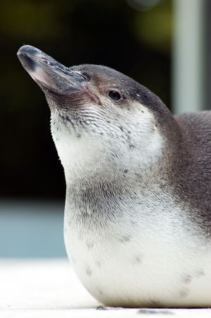 Pinguin close upの写真素材