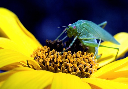 grasshopperの写真素材