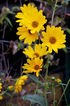 garden flowers, pictures are done on sunsetの写真素材