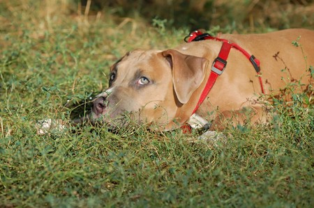 The American staffordshirskiy terrier is shown out by means of crossing of the English bulldog and English terrierの写真素材