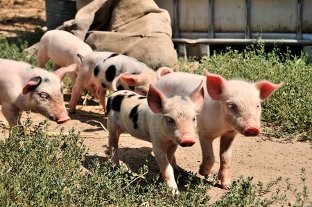 little piglets on a farm in summerの写真素材