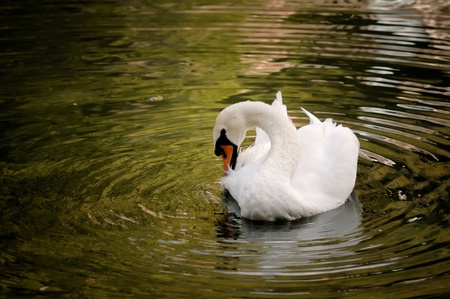 beautiful calm white swan in the waterの写真素材