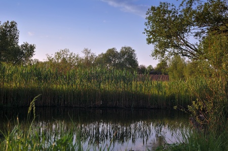 quiet little river with reeds on the banks ofの写真素材