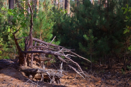 dried roots of pine trees on the sandの写真素材