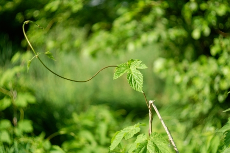 young shoot wild vine with green leaf