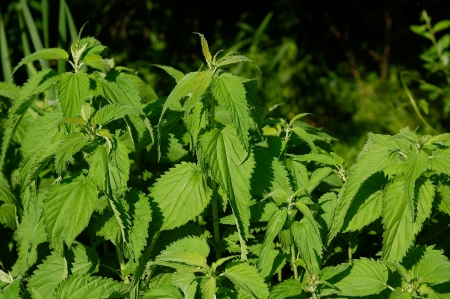 tall thickets of green young nettleの写真素材