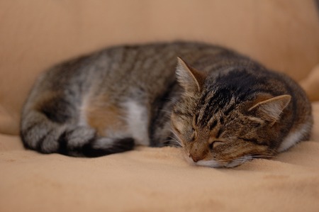 domestic cat fast asleep on the rugの写真素材