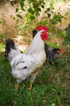 A group of two free range hens and a cockerel foraging for food in summer grass.の写真素材